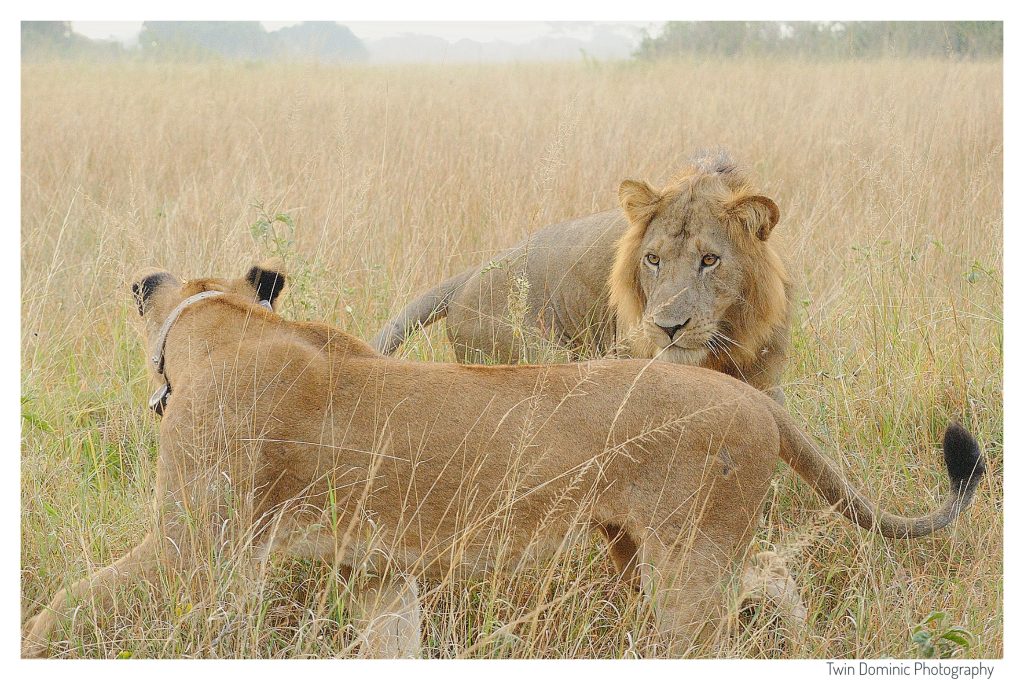 4 Days Uganda Safari