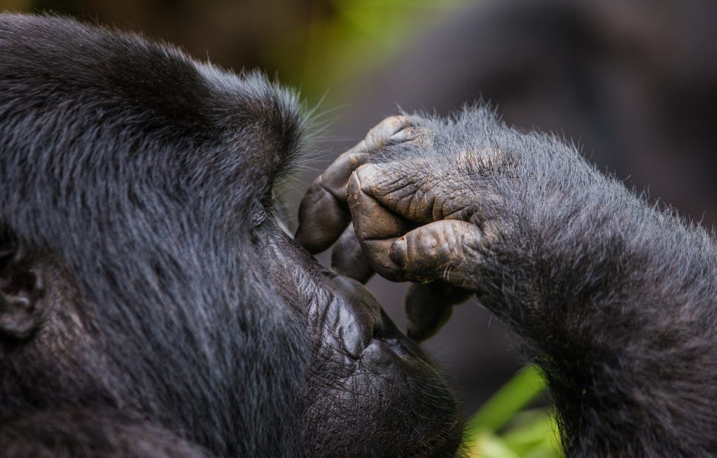 Gorilla and Wildlife Safaris