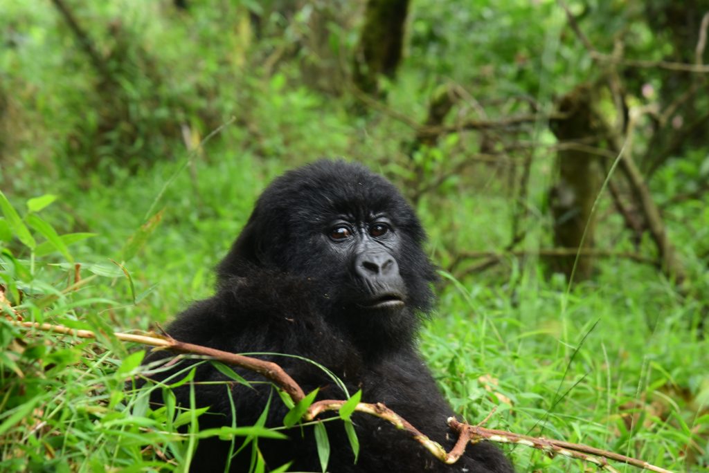 Are Gorilla Safaris Safe?