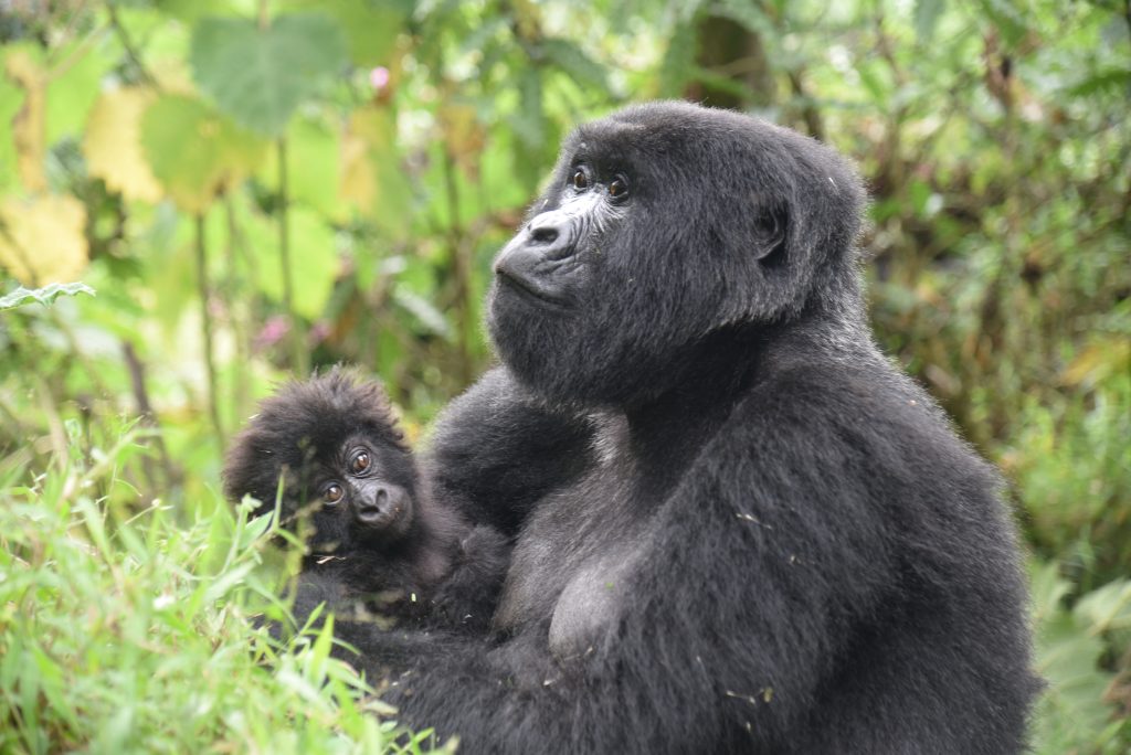 Gorilla Trekking Uganda