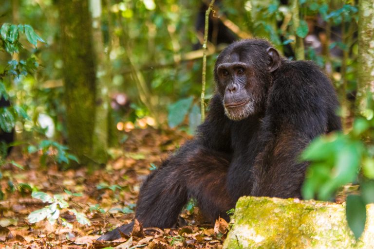 Chimpanzee-Trekking-Uganda-Price