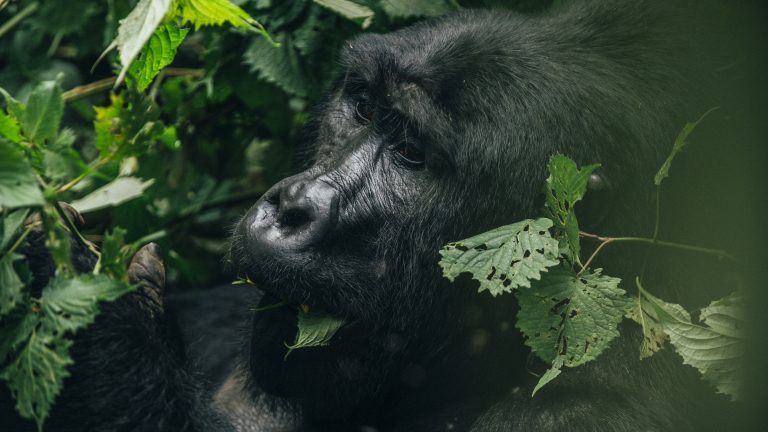 Bwindi Impenetrable Forest National Park