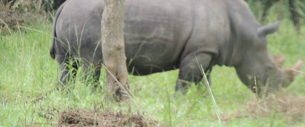 two days uganda rhino