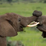 Best time to visit Uganda