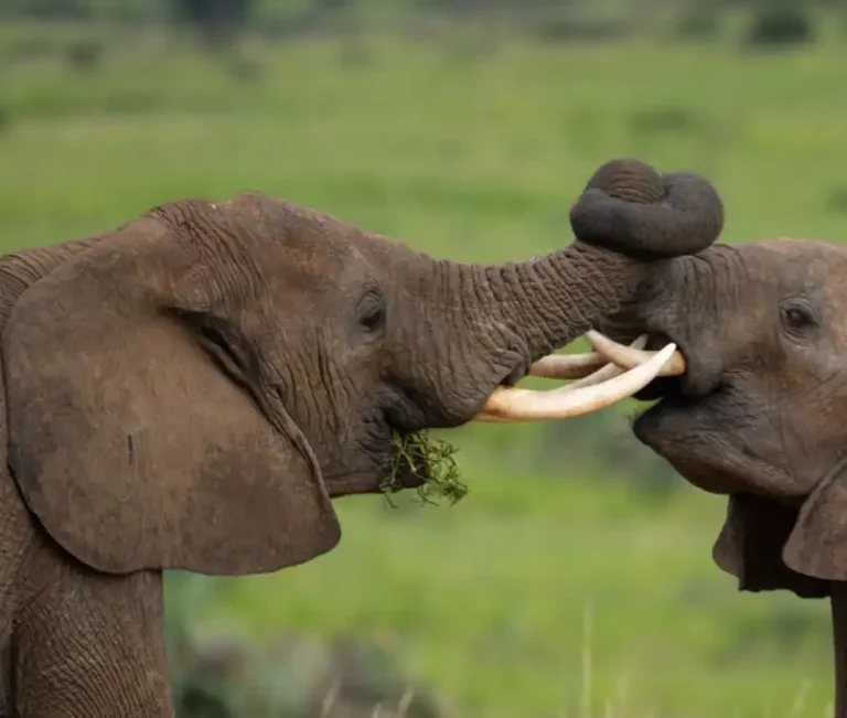 Best time to visit Uganda
