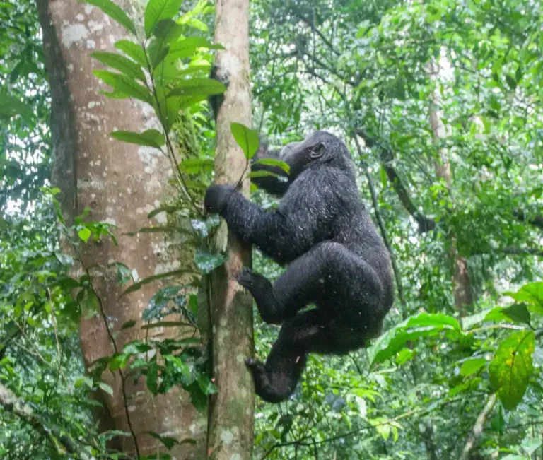 Gorilla Trekking Age Limit