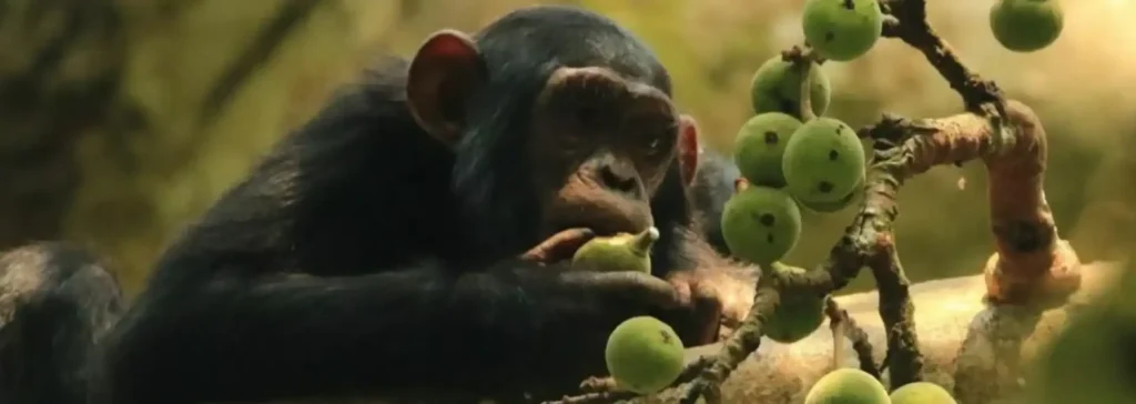 kibale-chimpanzee-trekking