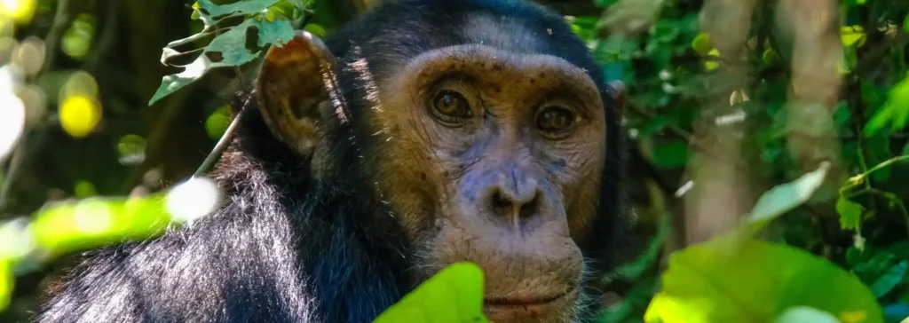 Chimpanzee Trekking