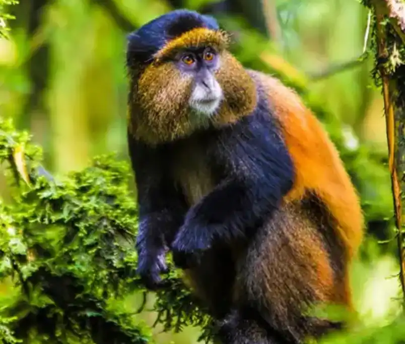 Wildlife in a natural forest setting