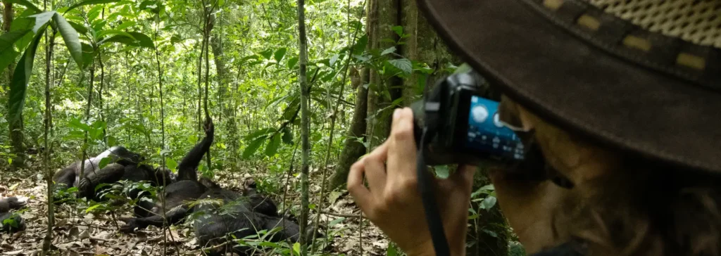 gorilla safaris chimpanzee