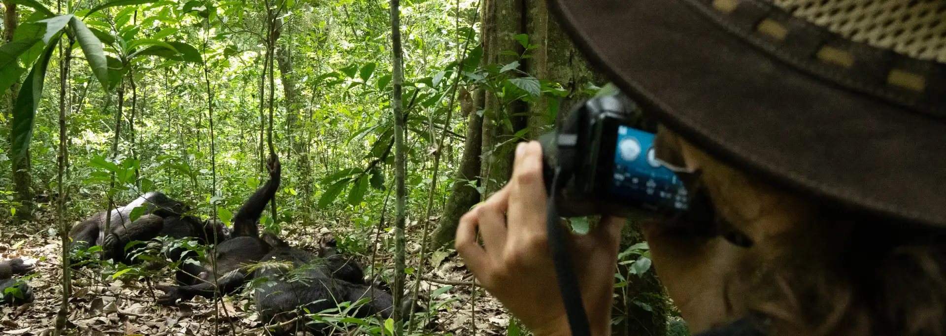 gorilla safaris chimpanzee