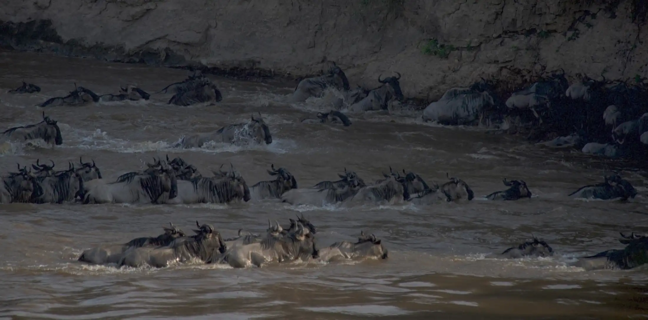 East African wildlife safari