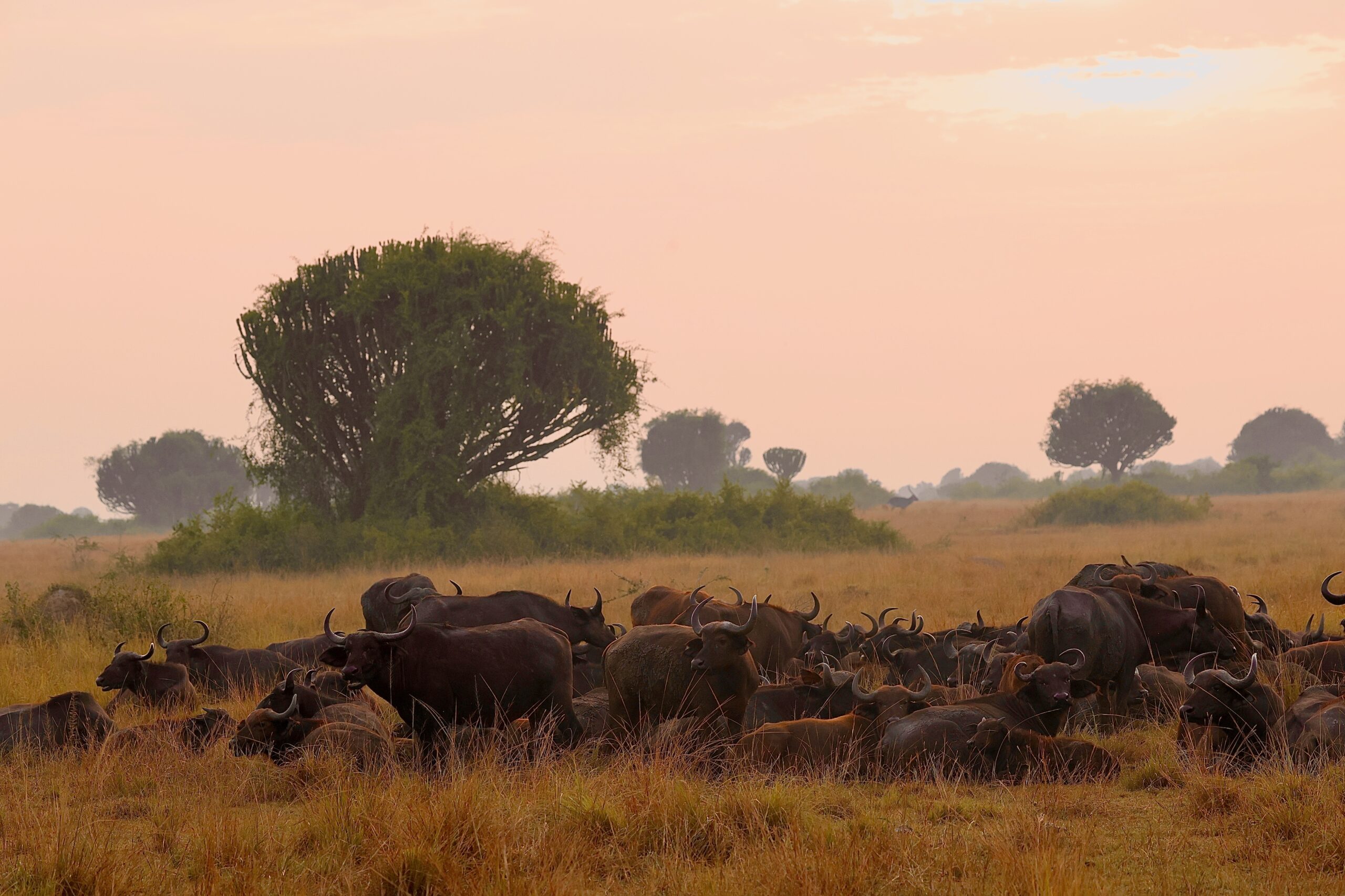 Uganda visa application