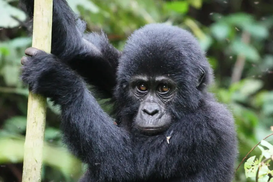 Mountain gorilla habitat in Uganda