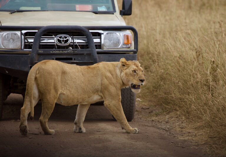 Best Tanzania Safaris