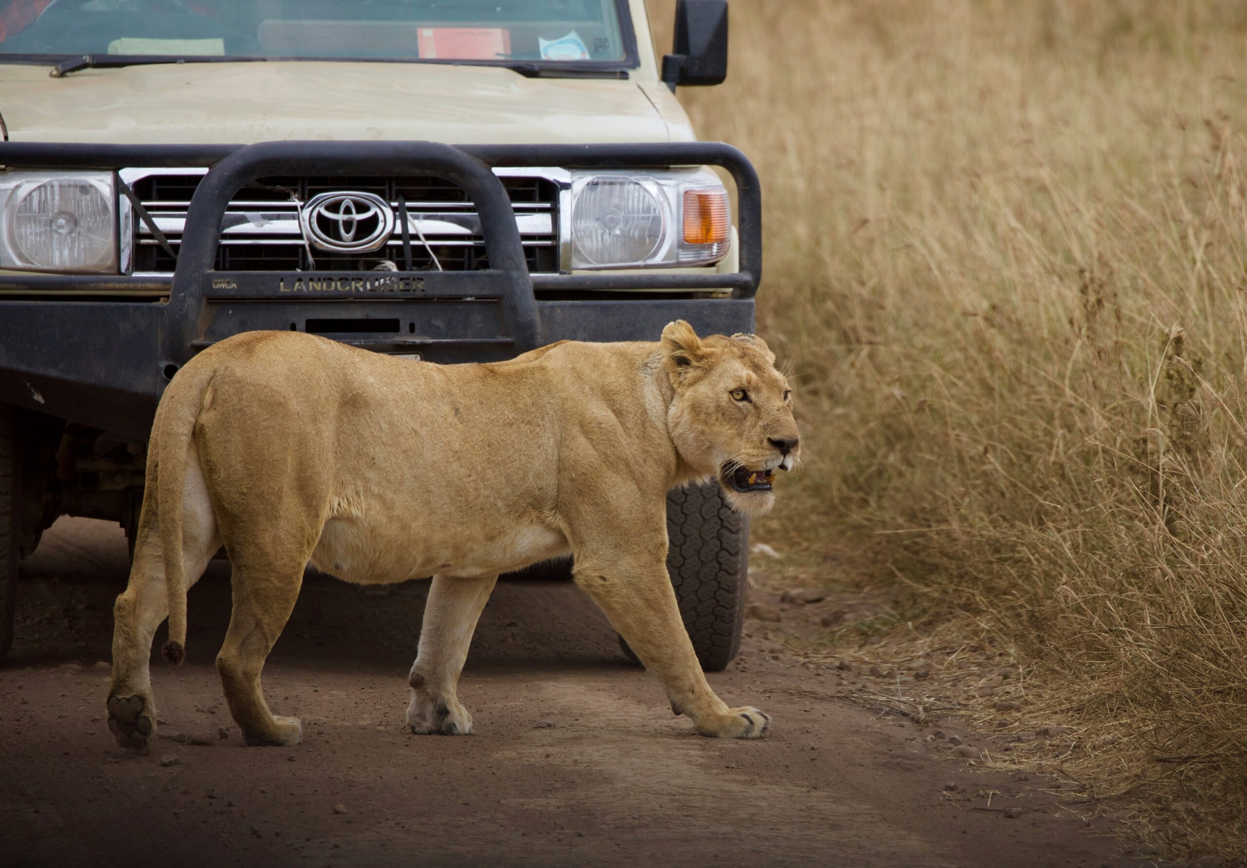 Best Tanzania Safaris