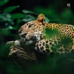 Are There Leopards in Uganda