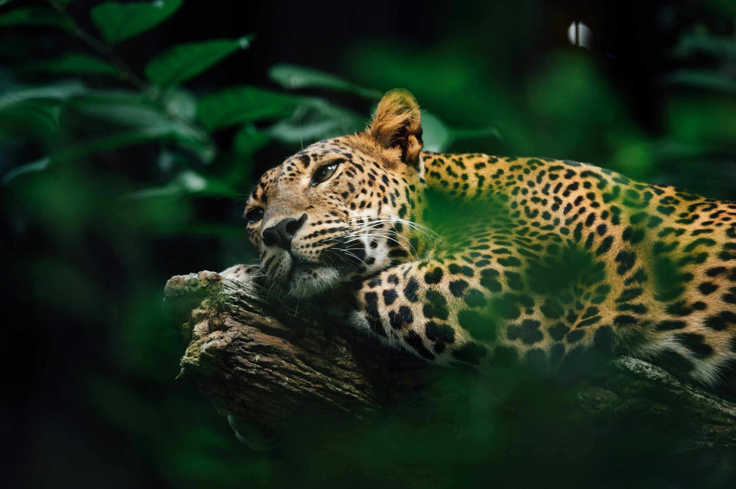 Are There Leopards in Uganda