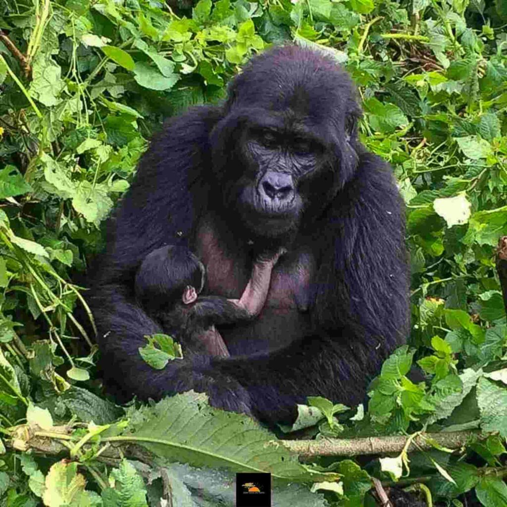 Uganda-safari-Tours-Holidays/