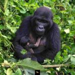 Uganda-safari-Tours-Holidays/