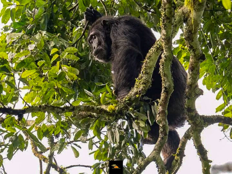 Gorilla Trekking During Rainy Season