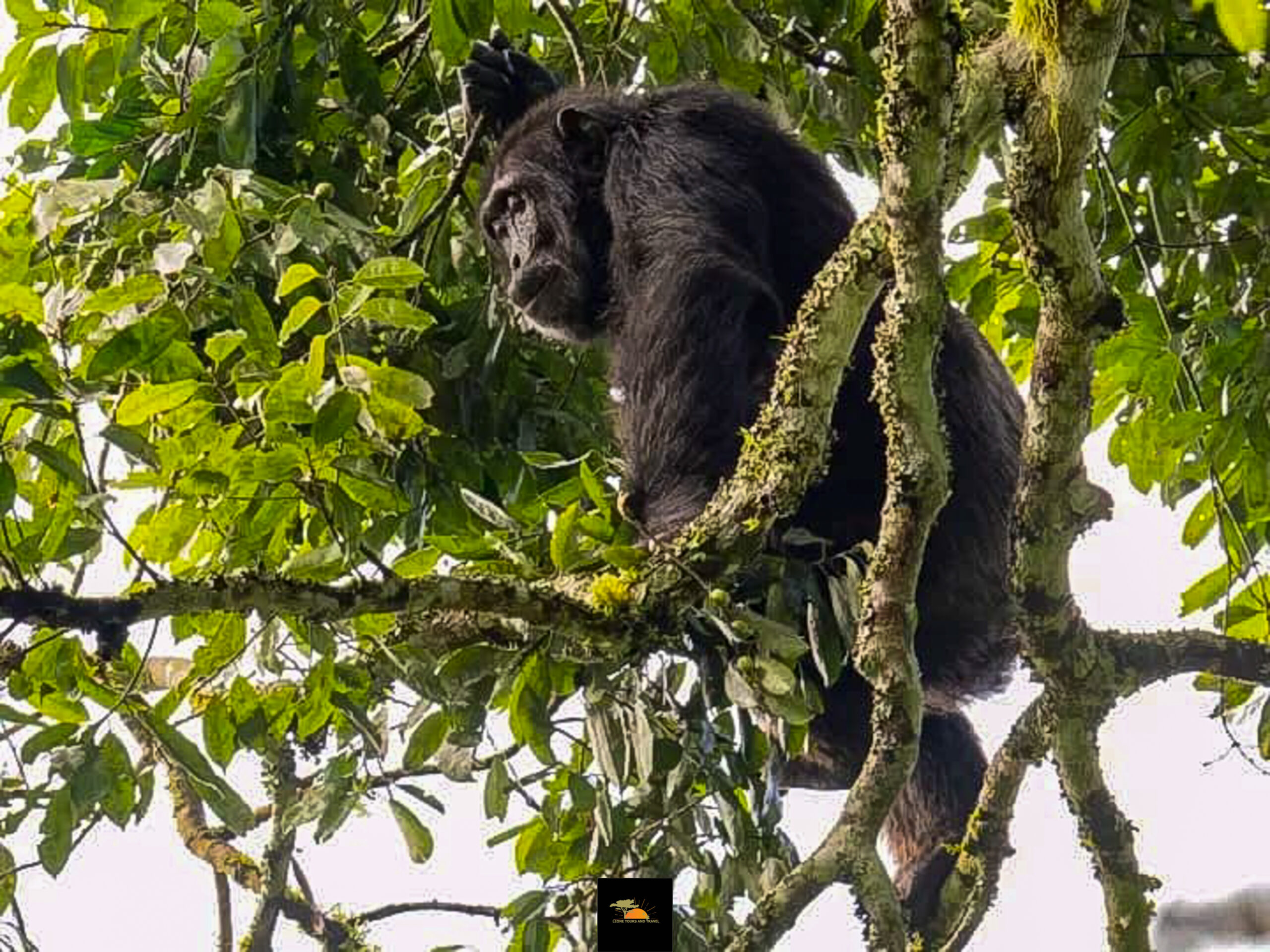 Gorilla Trekking During Rainy Season