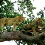 Are There Lions in Uganda