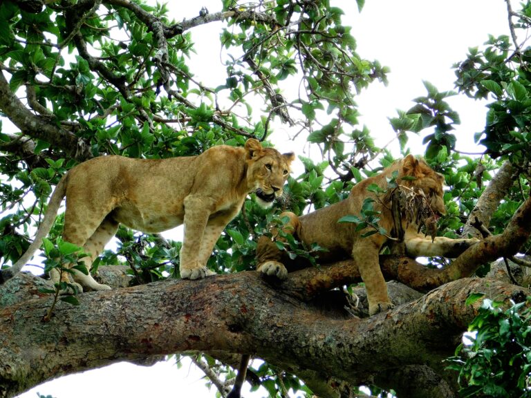 Are There Lions in Uganda