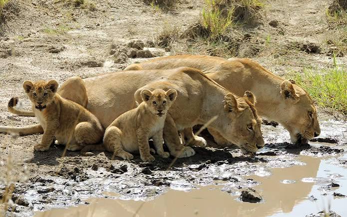 Wildlife on an East African safari