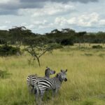 Zebras roaming in Lake Mburo National Park Uganda