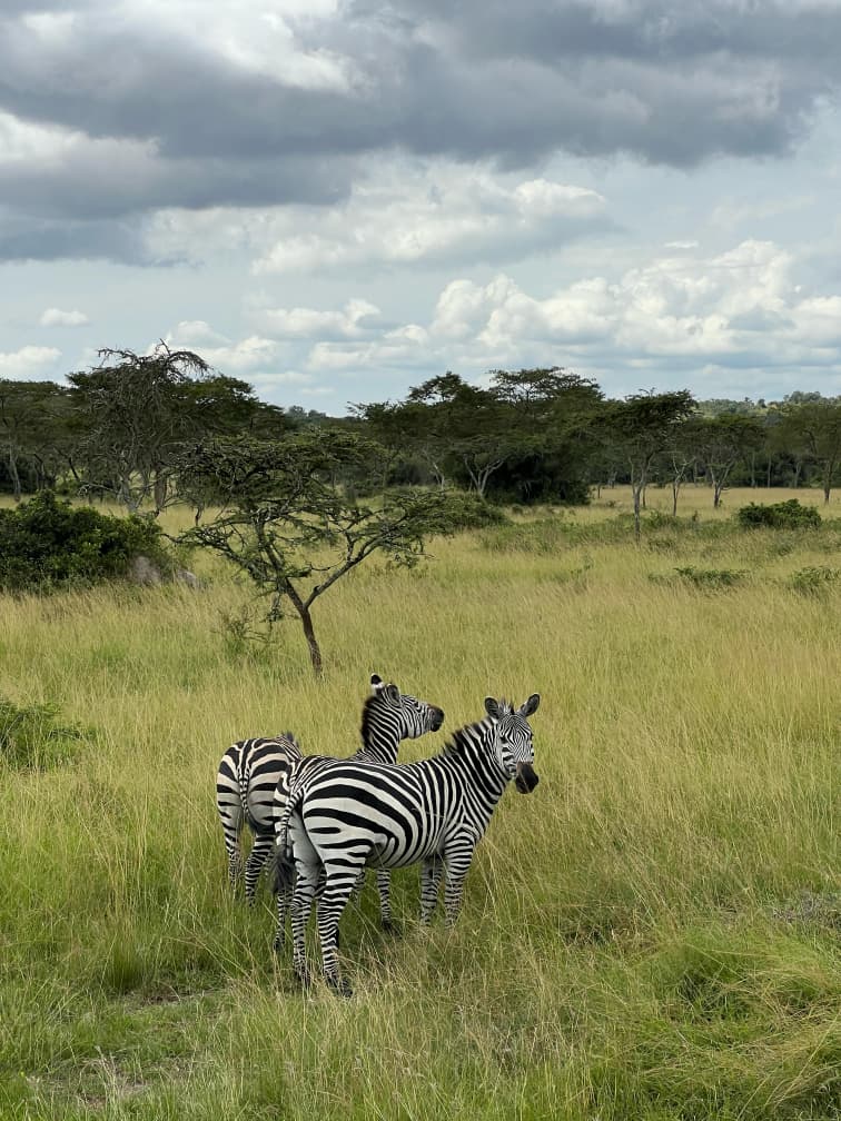 Zebras roaming in Lake Mburo National Park Uganda