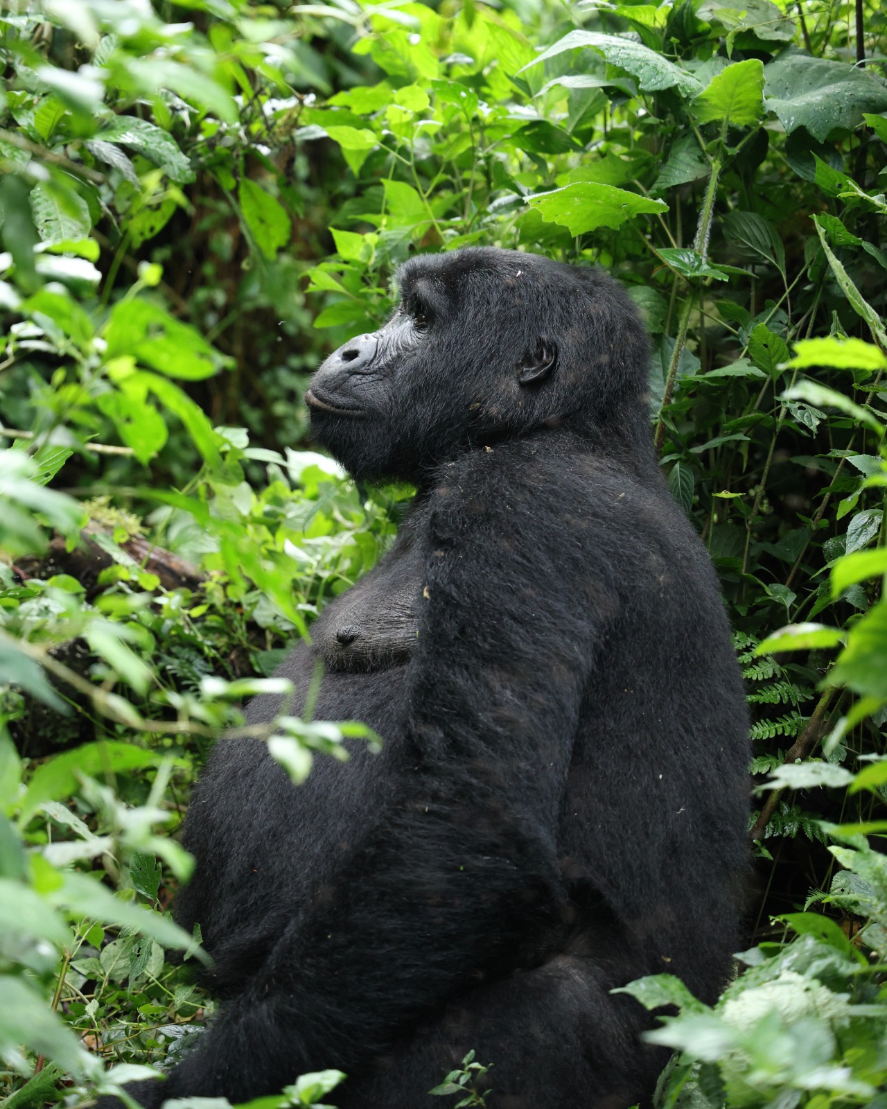 Gorilla trekking Bwindi