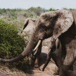 Where Are Elephants in Uganda