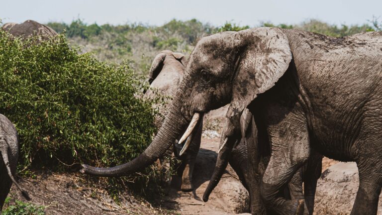 Where Are Elephants in Uganda