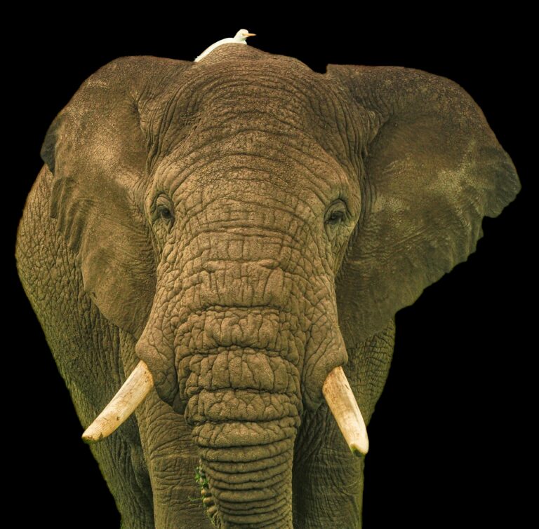 Where to See Elephants in Uganda