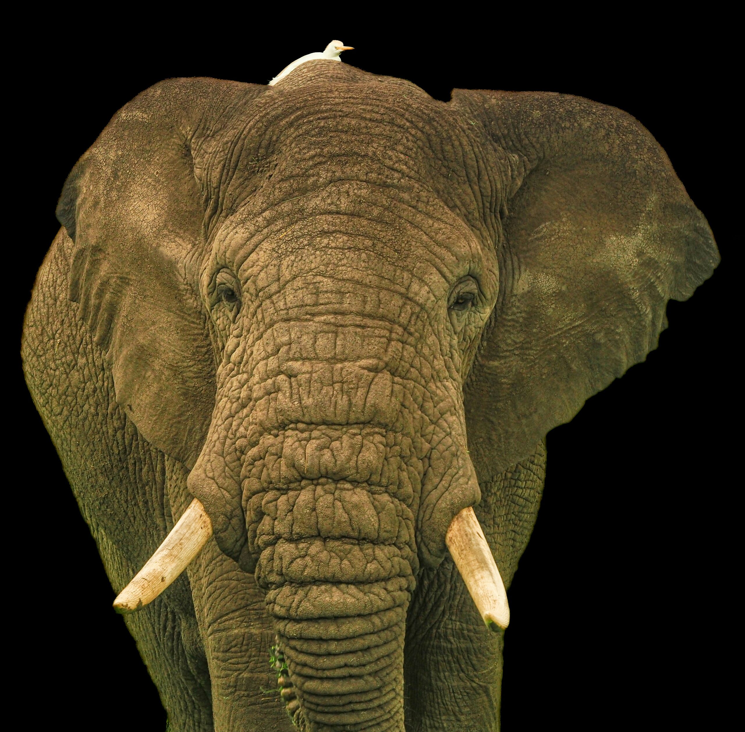 Where to See Elephants in Uganda