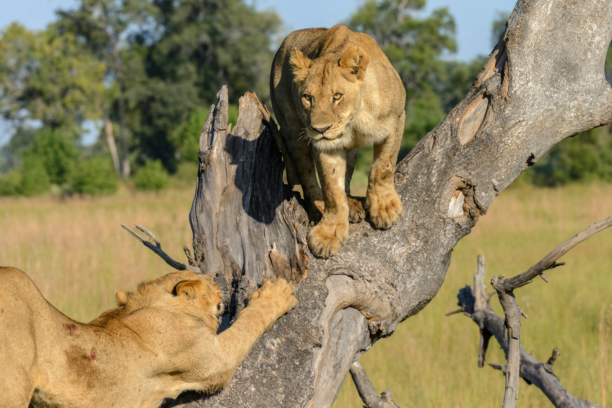 Uganda Safari Big 5