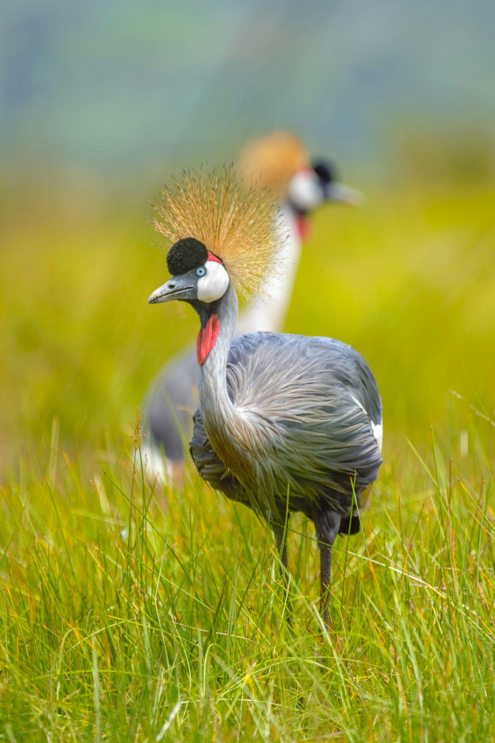 Birding Safaris in Uganda