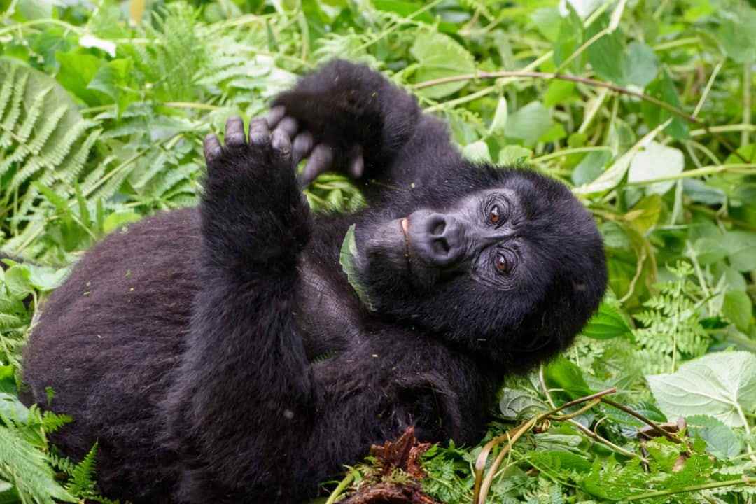 Mountain gorilla in Bwindi