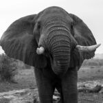 Types of Elephants in Uganda