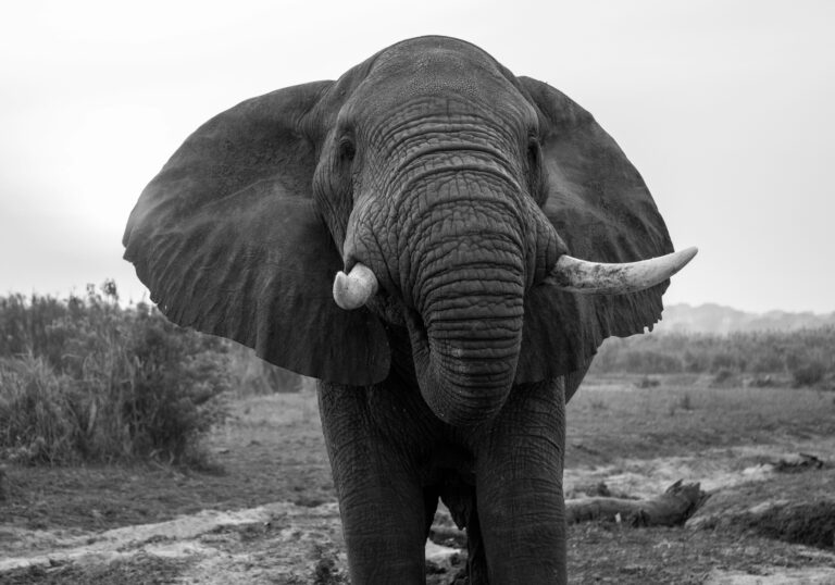 Types of Elephants in Uganda