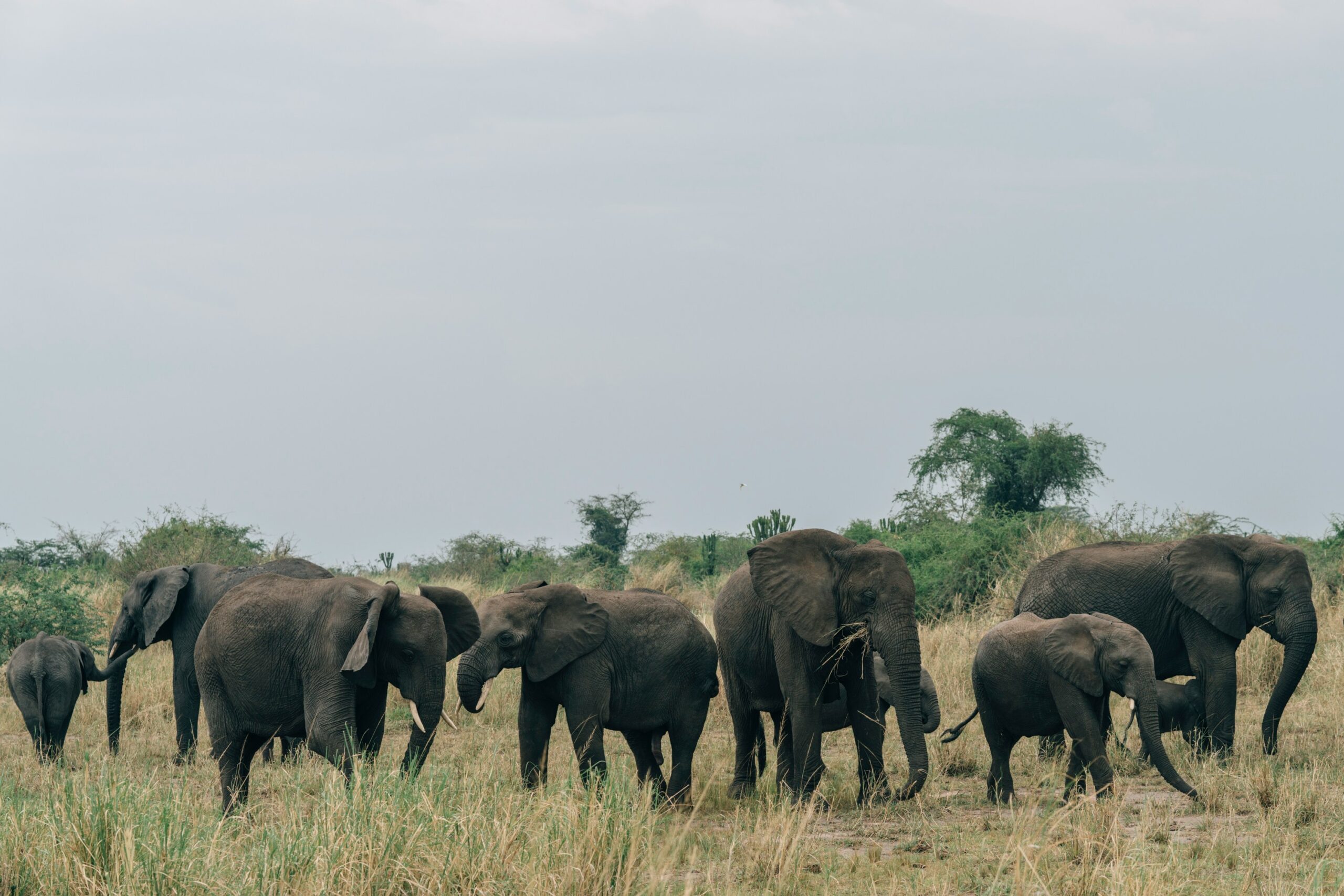 Interesting Facts About Elephants