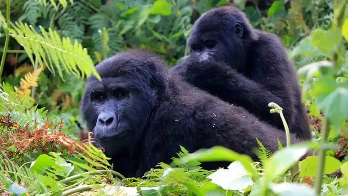 Mountain gorilla trekking safari in Uganda and Rwanda