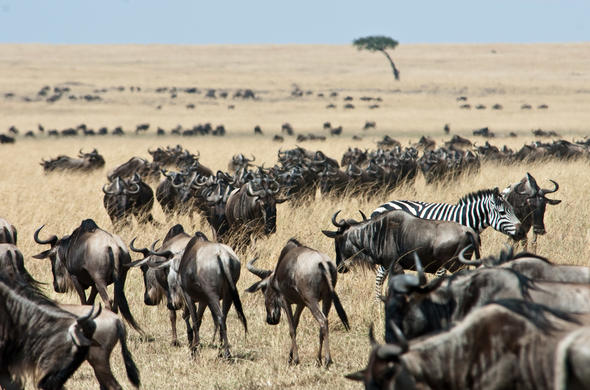 Tanzania wildlife and open savannah