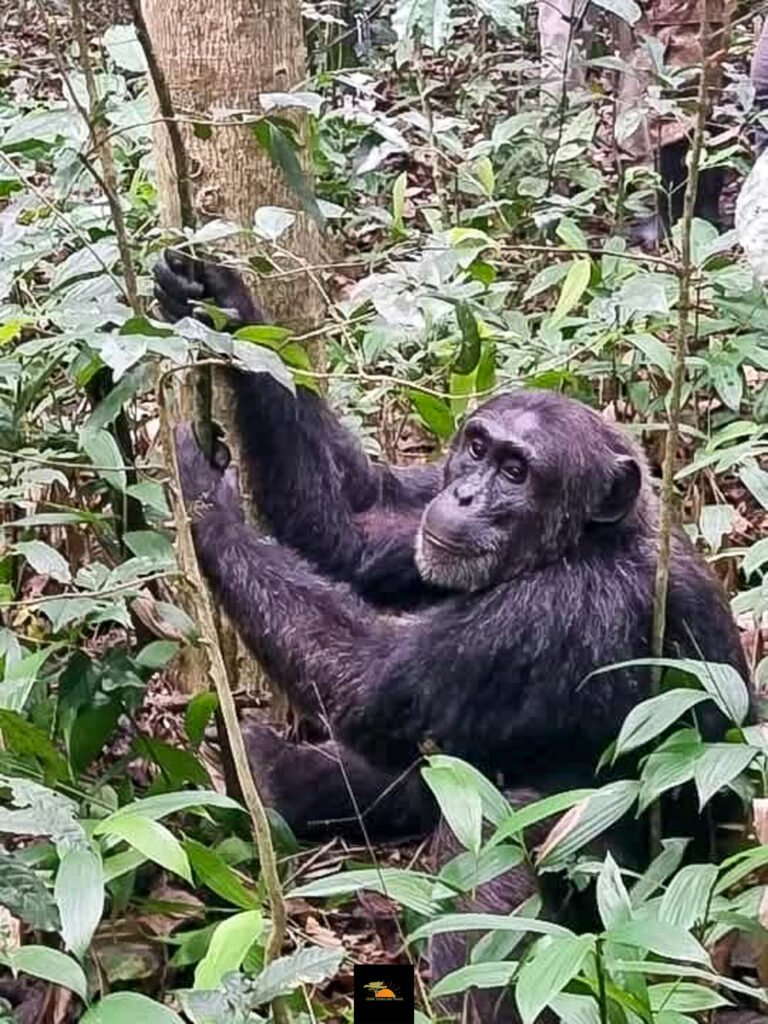Best Place For Chimpanzee Trekking