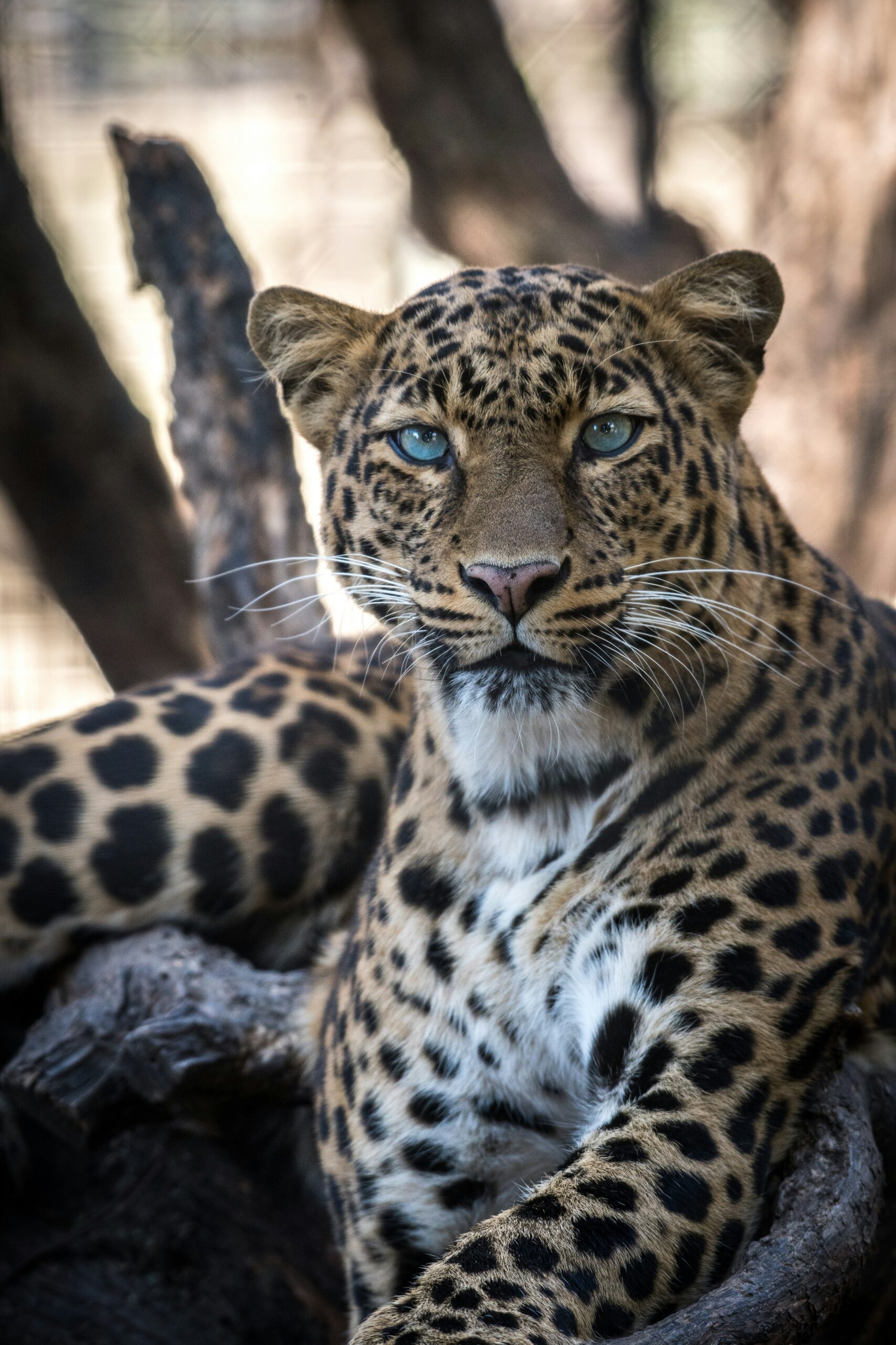African wildlife safari in a beautiful natural landscape