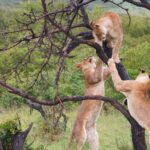 where are lions found in uganda
