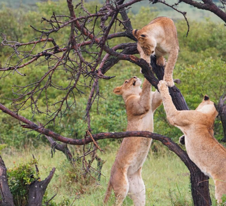 where are lions found in uganda