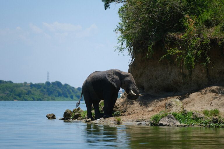 Queen Elizabeth National Park Uganda: