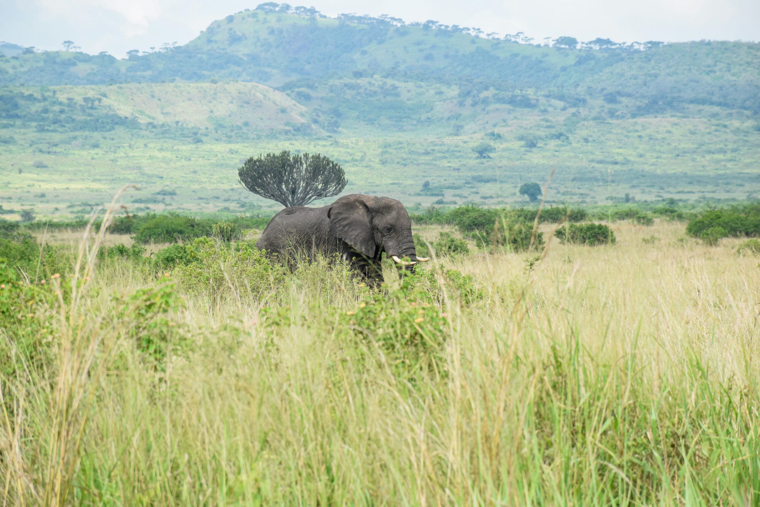 When Was Queen Elizabeth National Park Established?